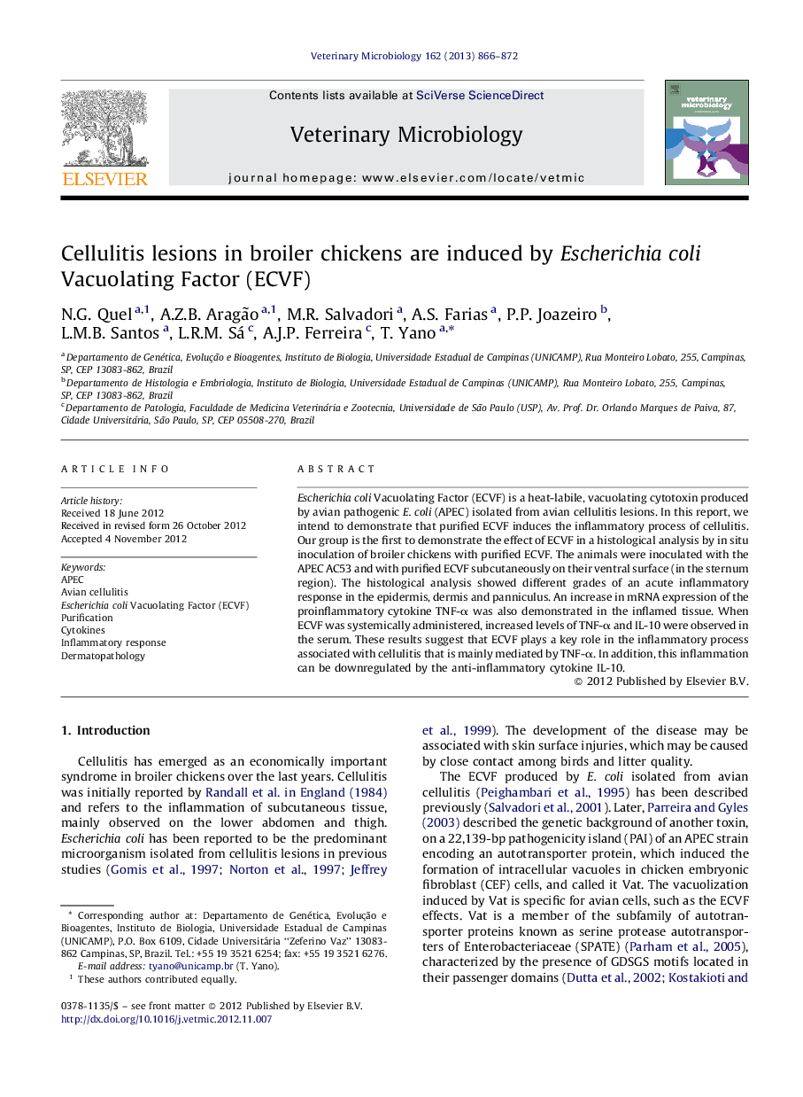 Cellulitis lesions in broiler chickens are induced by Escherichia coli Vacuolating Factor (ECVF)