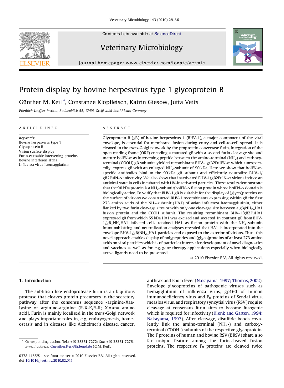 Protein display by bovine herpesvirus type 1 glycoprotein B