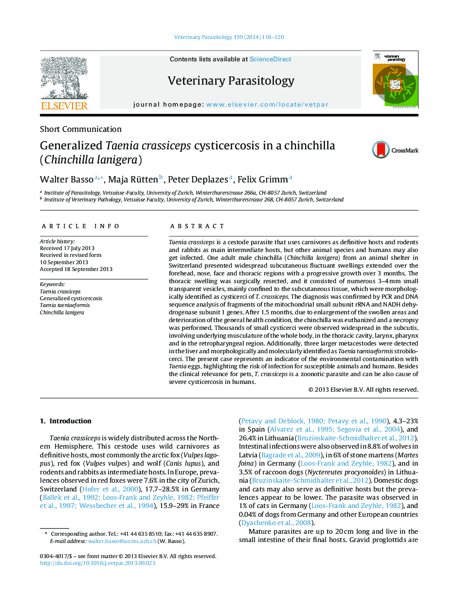 Generalized Taenia crassiceps cysticercosis in a chinchilla (Chinchilla lanigera)