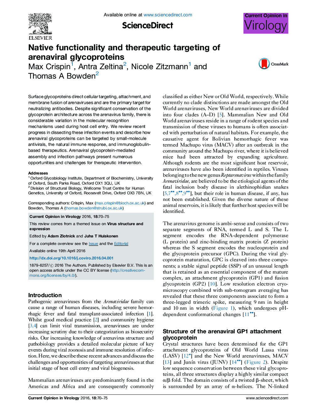 Native functionality and therapeutic targeting of arenaviral glycoproteins