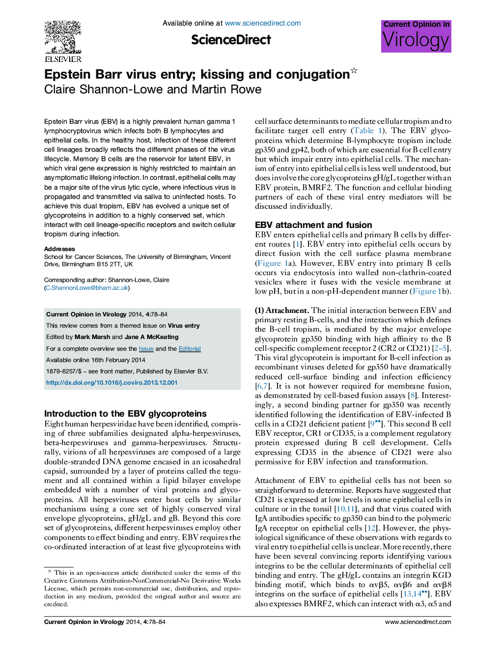 Epstein Barr virus entry; kissing and conjugation