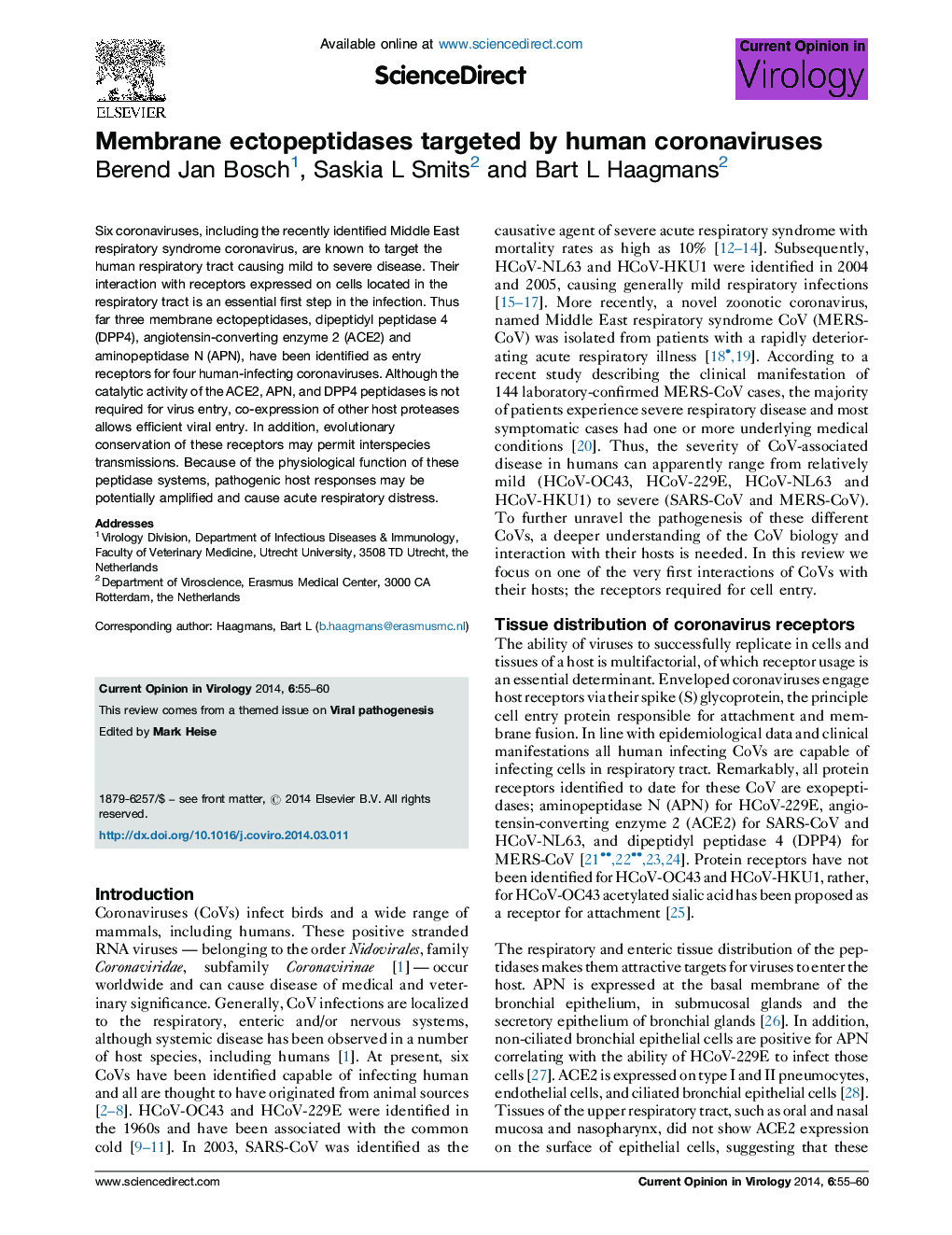 Membrane ectopeptidases targeted by human coronaviruses