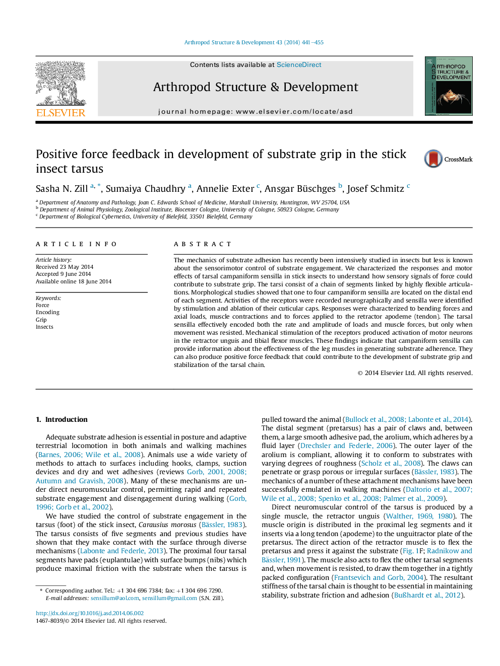 Positive force feedback in development of substrate grip in the stick insect tarsus