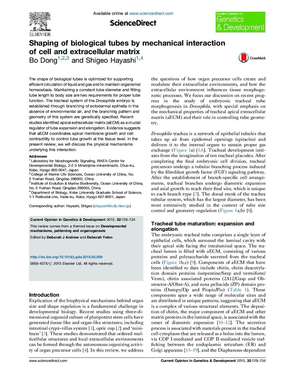 Shaping of biological tubes by mechanical interaction of cell and extracellular matrix