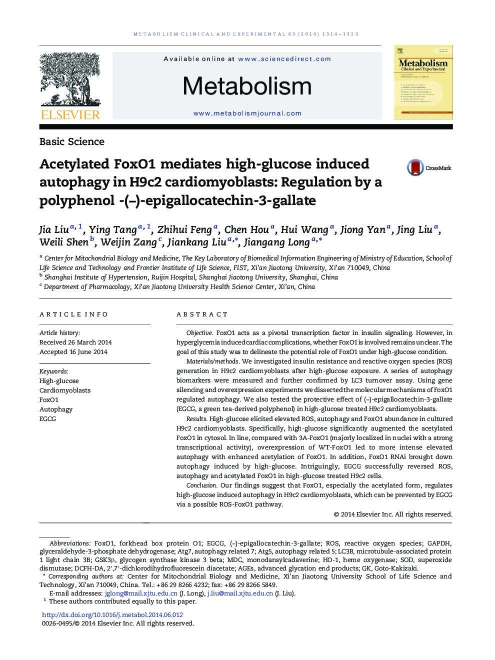 Basic ScienceAcetylated FoxO1 mediates high-glucose induced autophagy in H9c2 cardiomyoblasts: Regulation by a polyphenol -(â)-epigallocatechin-3-gallate