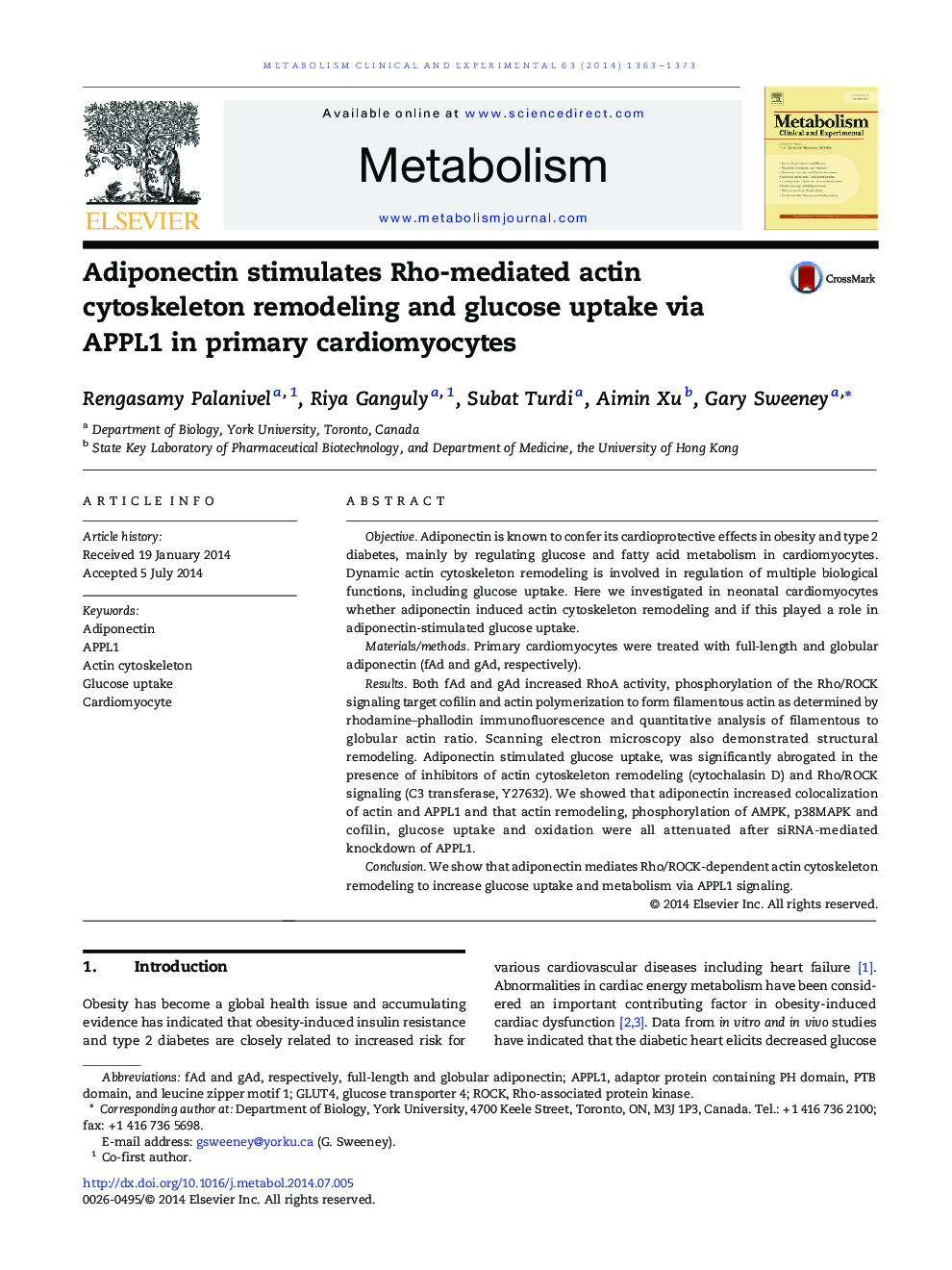 Adiponectin stimulates Rho-mediated actin cytoskeleton remodeling and glucose uptake via APPL1 in primary cardiomyocytes