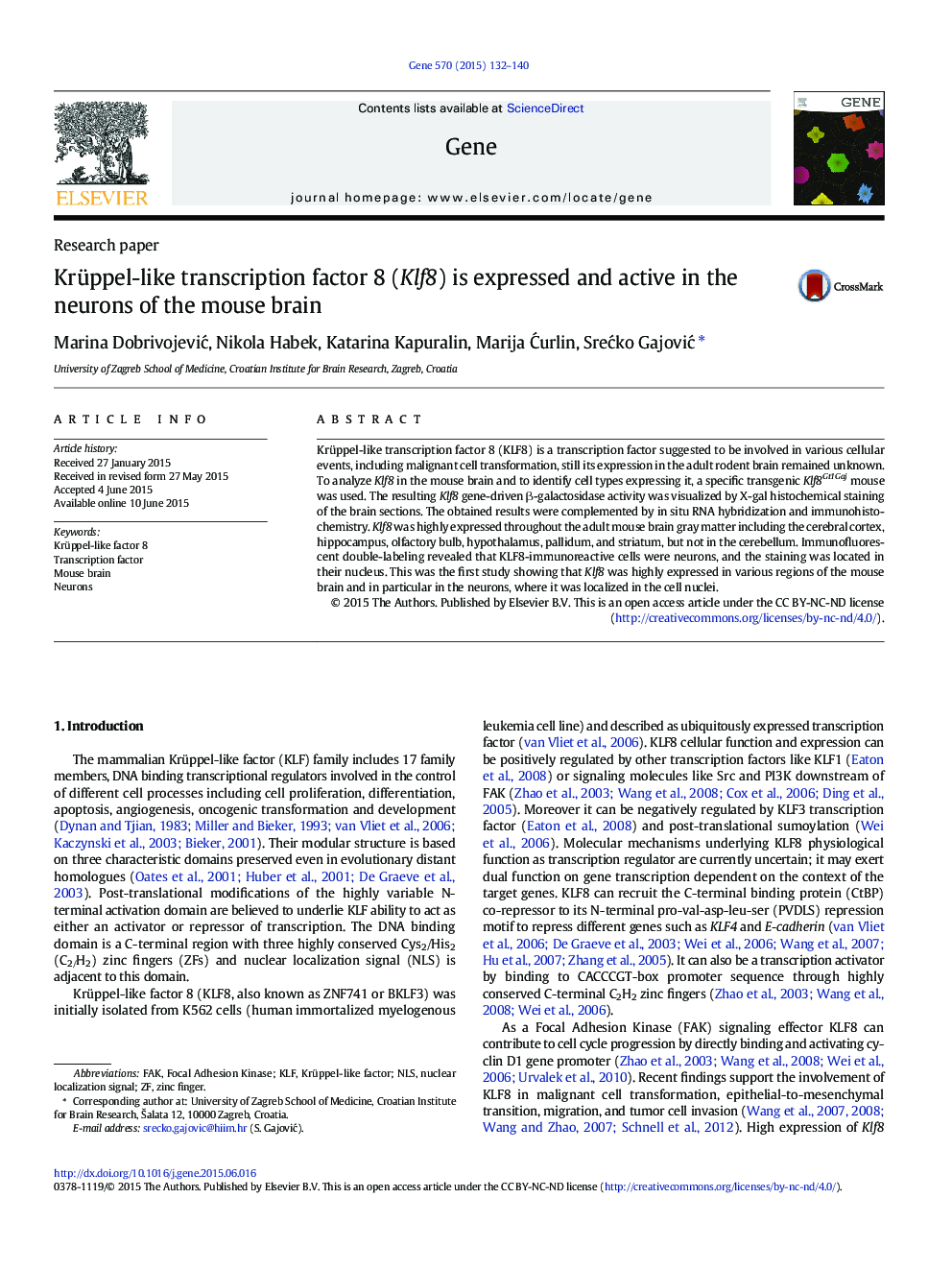 Krüppel-like transcription factor 8 (Klf8) is expressed and active in the neurons of the mouse brain