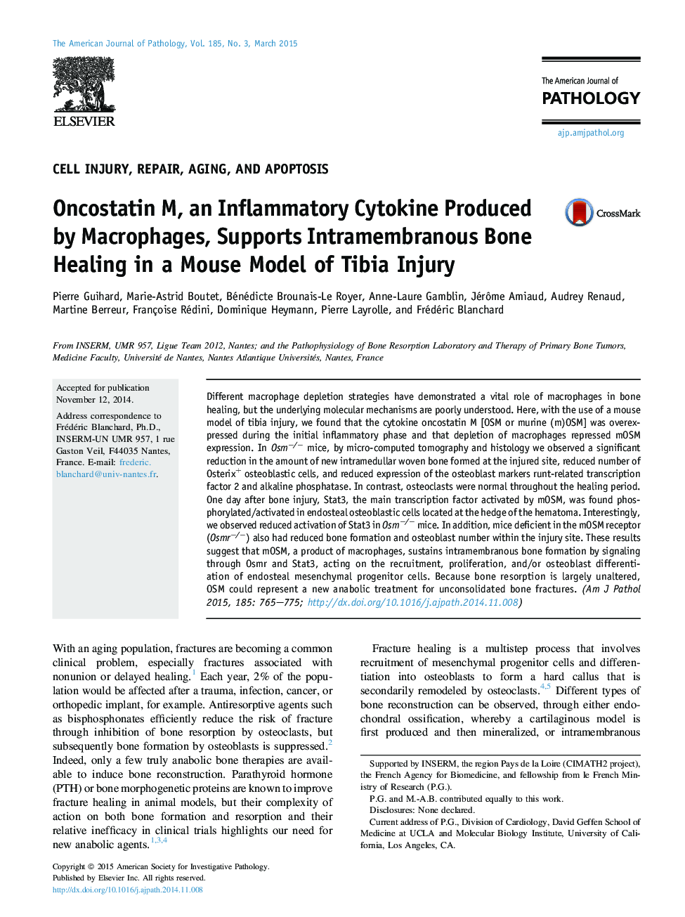 Regular articleCell injury, repair, aging, and apoptosisOncostatin M, an Inflammatory Cytokine Produced by Macrophages, Supports Intramembranous Bone Healing in a Mouse Model of Tibia Injury