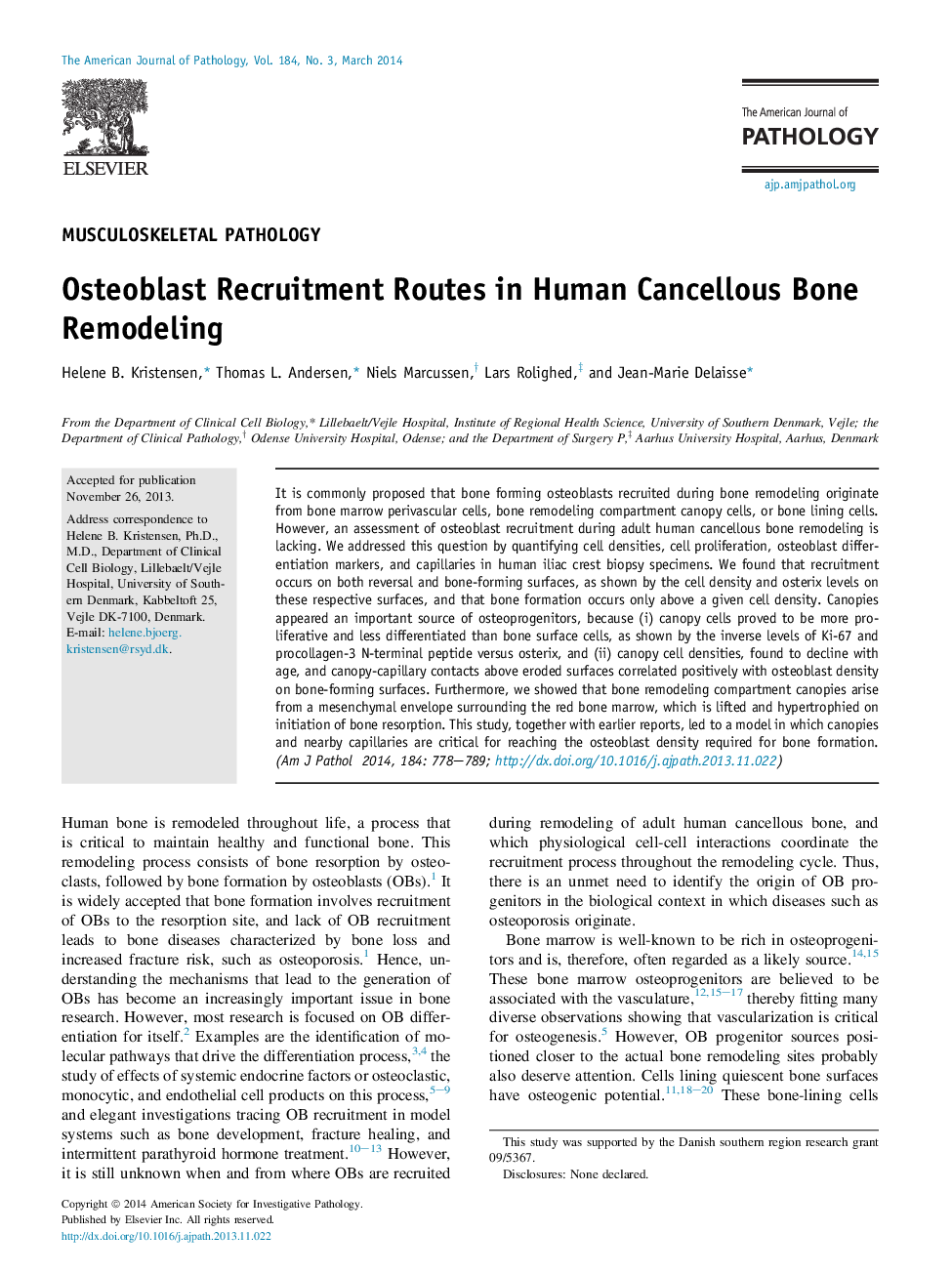 Osteoblast Recruitment Routes in Human Cancellous Bone Remodeling