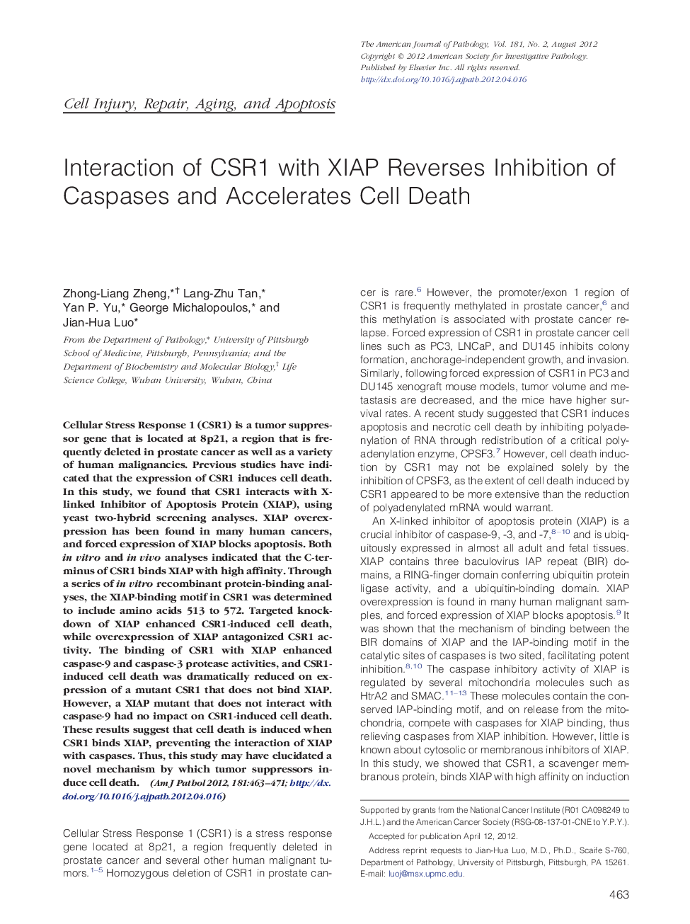 Interaction of CSR1 with XIAP Reverses Inhibition of Caspases and Accelerates Cell Death