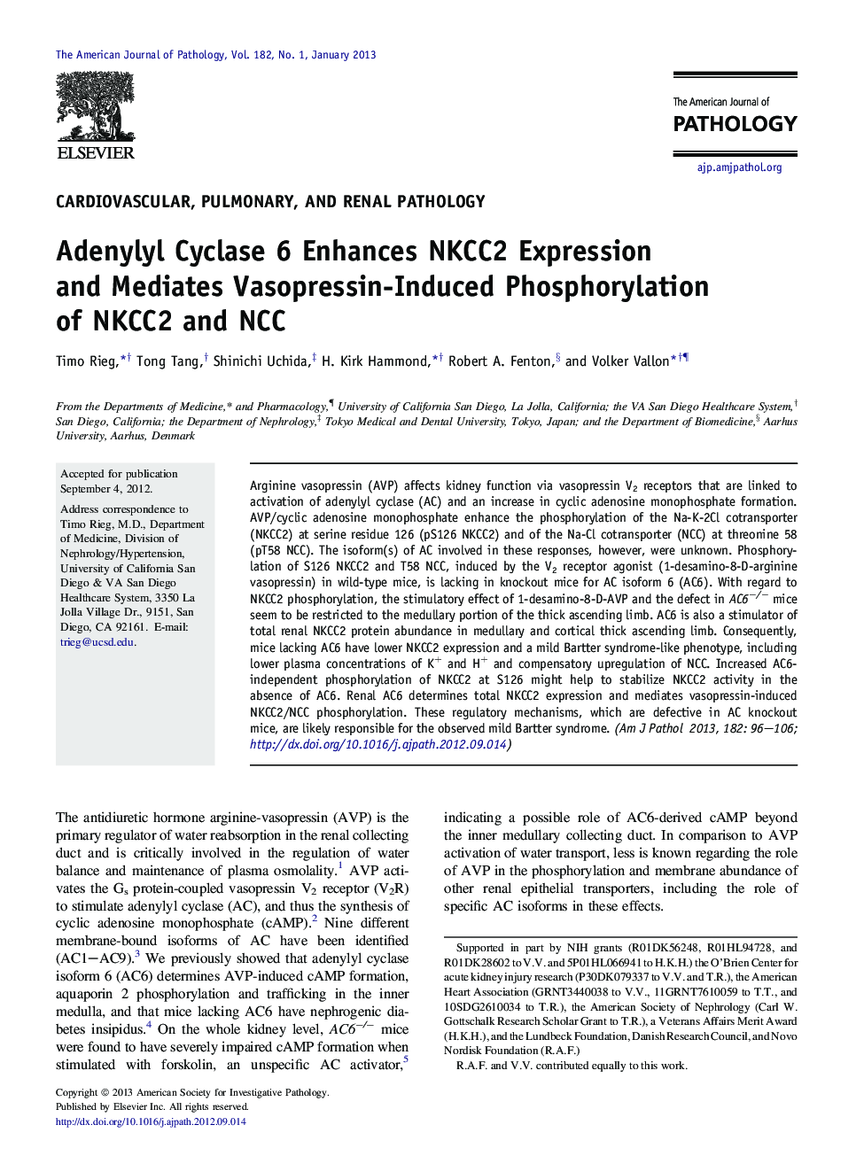 Adenylyl Cyclase 6 Enhances NKCC2 Expression and Mediates Vasopressin-Induced Phosphorylation of NKCC2 and NCC