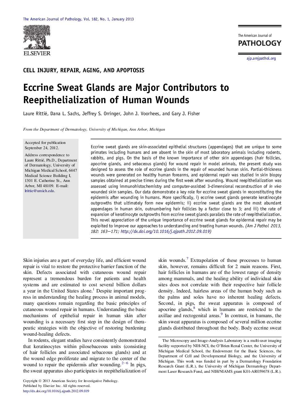 Regular articleCell injury, repair, aging, and apoptosisEccrine Sweat Glands are Major Contributors to Reepithelialization of Human Wounds