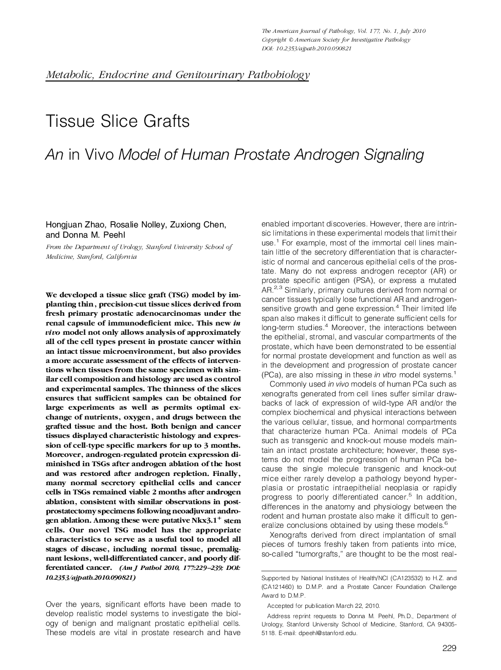 Tissue Slice Grafts: An in Vivo Model of Human Prostate Androgen Signaling