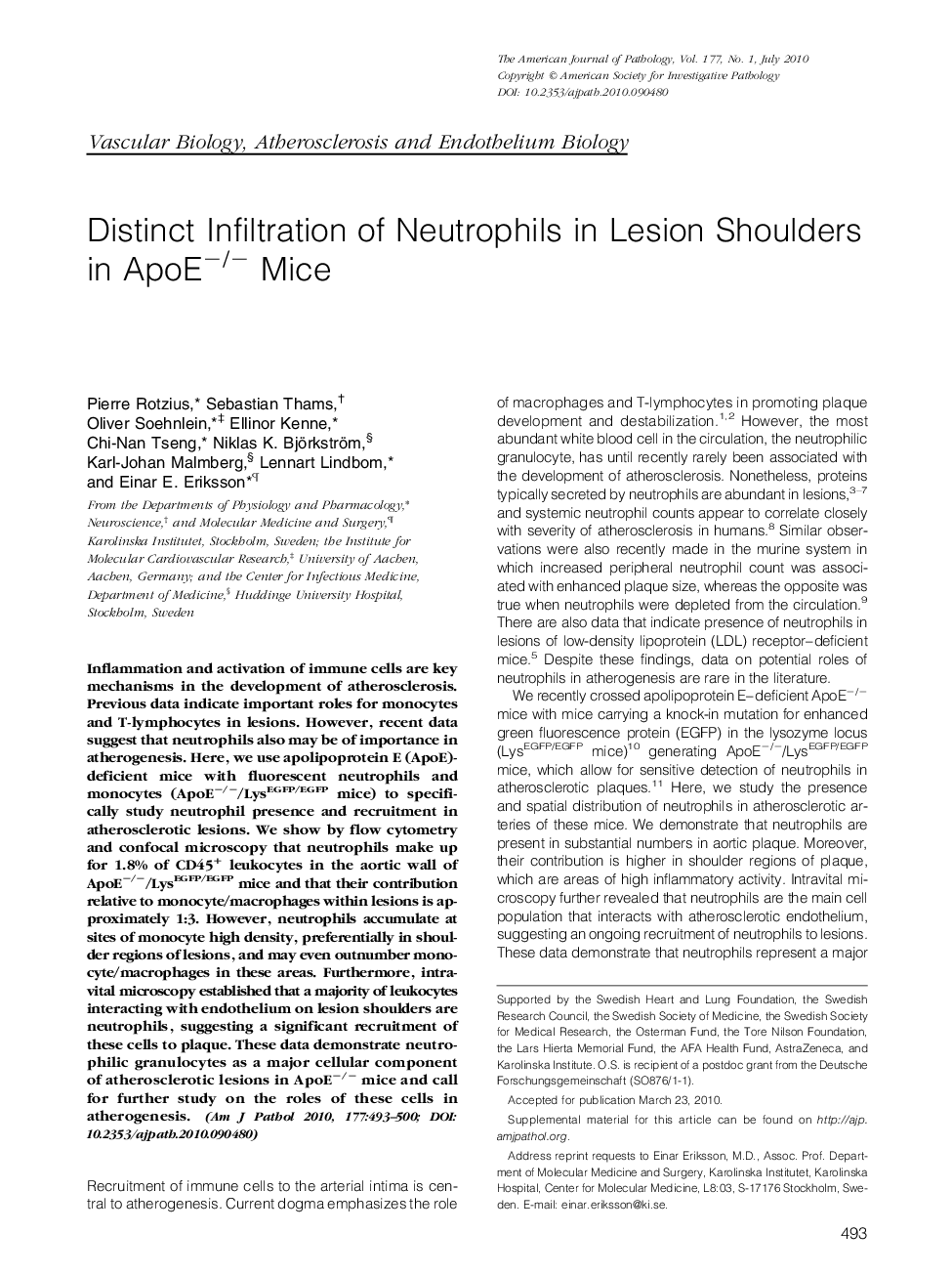 Distinct Infiltration of Neutrophils in Lesion Shoulders in ApoEâ/â Mice