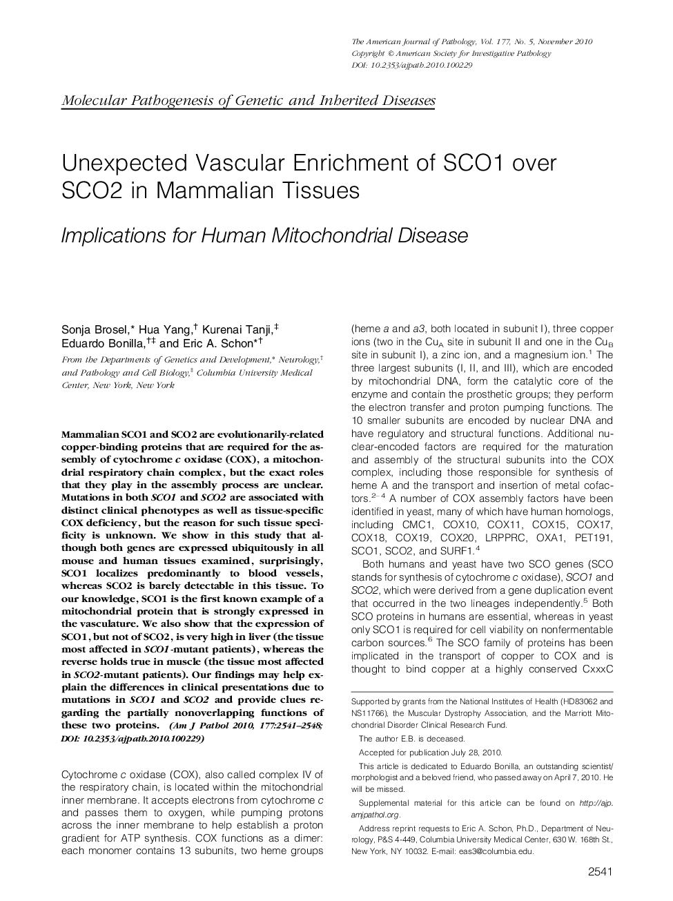 Regular ArticlesUnexpected Vascular Enrichment of SCO1 over SCO2 in Mammalian Tissues: Implications for Human Mitochondrial Disease