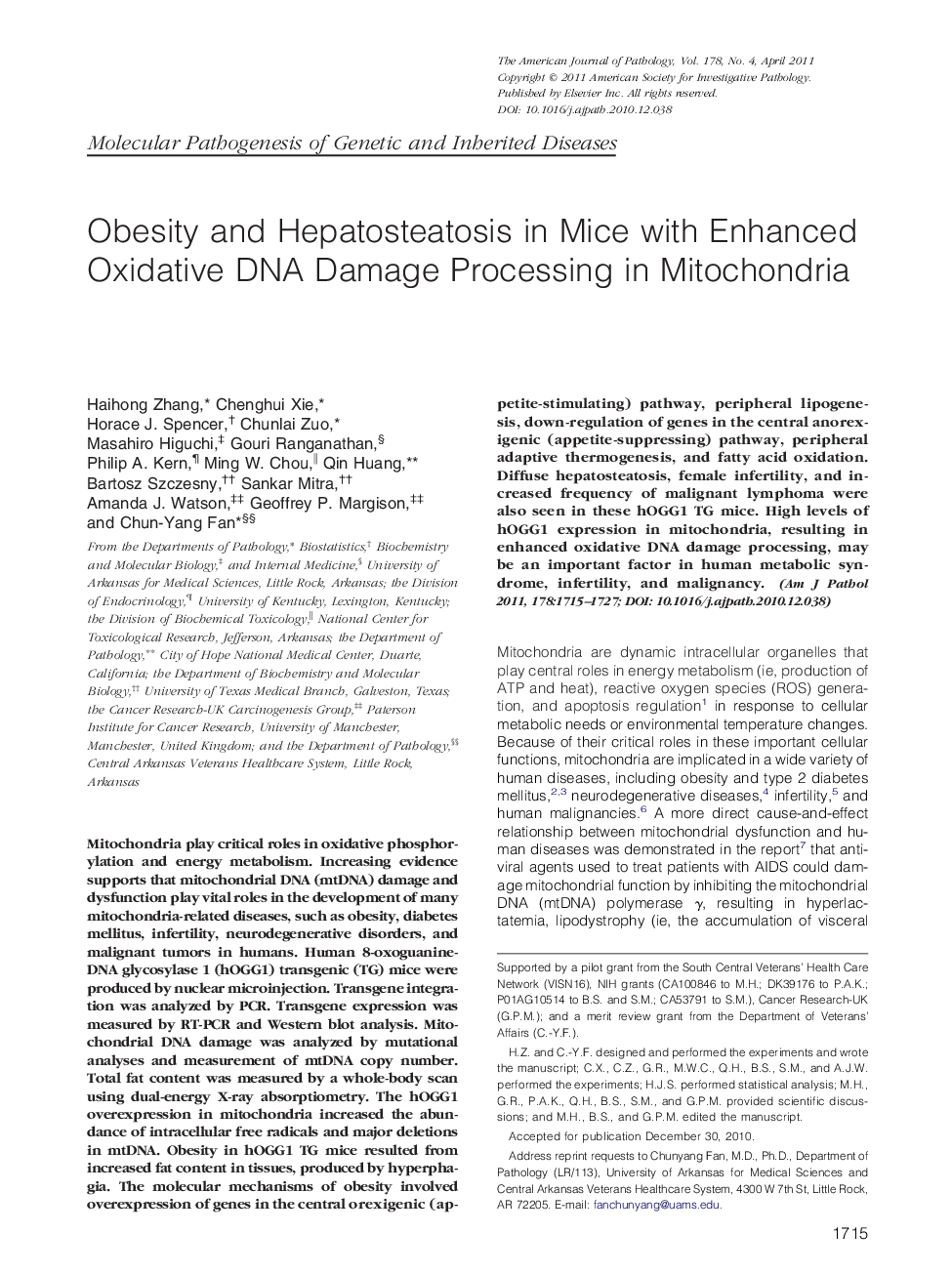 Obesity and Hepatosteatosis in Mice with Enhanced Oxidative DNA Damage Processing in Mitochondria