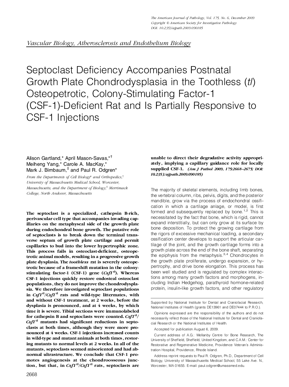 Regular ArticlesSeptoclast Deficiency Accompanies Postnatal Growth Plate Chondrodysplasia in the Toothless (tl) Osteopetrotic, Colony-Stimulating Factor-1 (CSF-1)-Deficient Rat and Is Partially Responsive to CSF-1 Injections