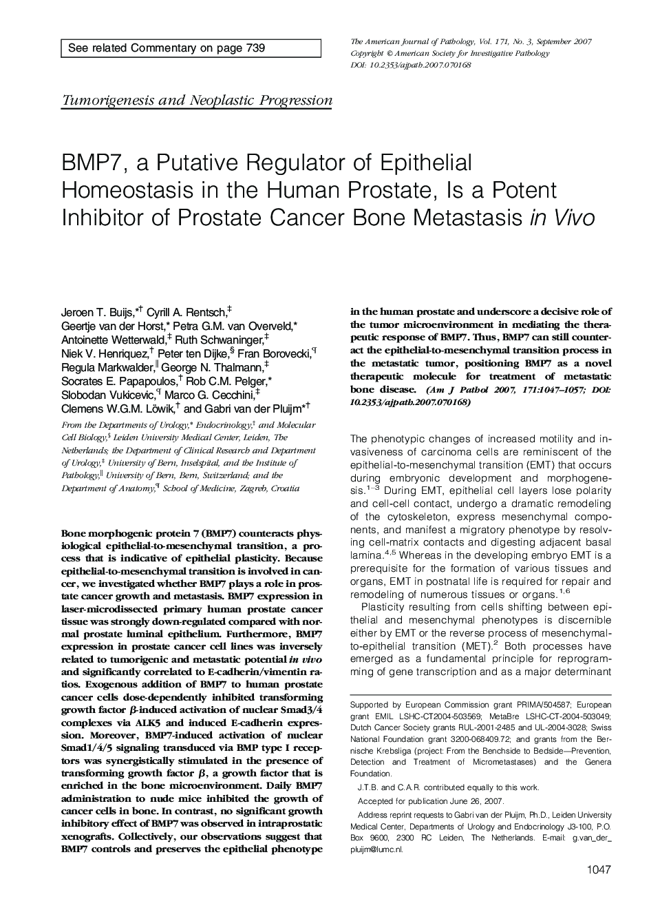 Regular ArticlesBMP7, a Putative Regulator of Epithelial Homeostasis in the Human Prostate, Is a Potent Inhibitor of Prostate Cancer Bone Metastasis in Vivo