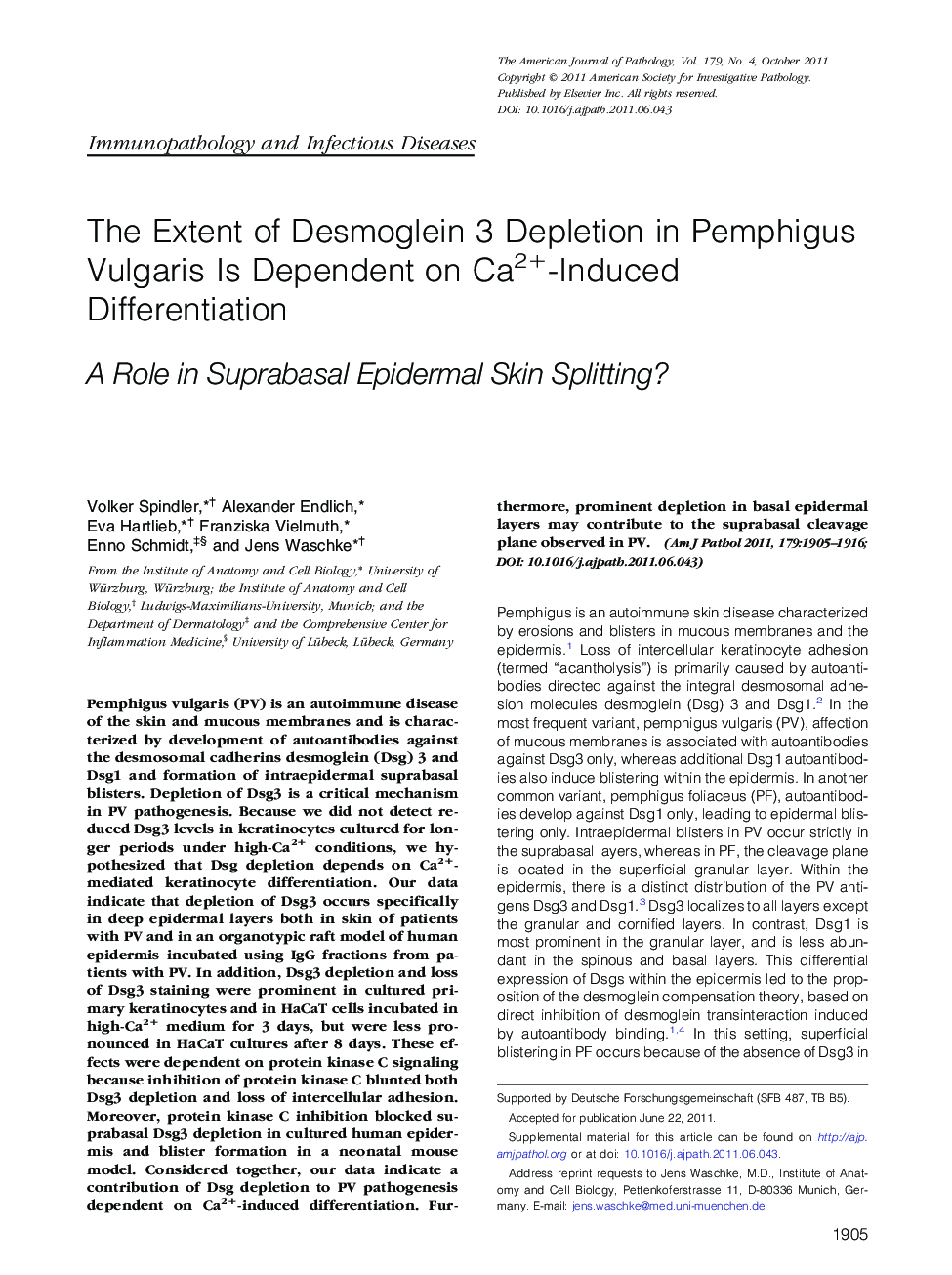 The Extent of Desmoglein 3 Depletion in Pemphigus Vulgaris Is Dependent on Ca2+-Induced Differentiation