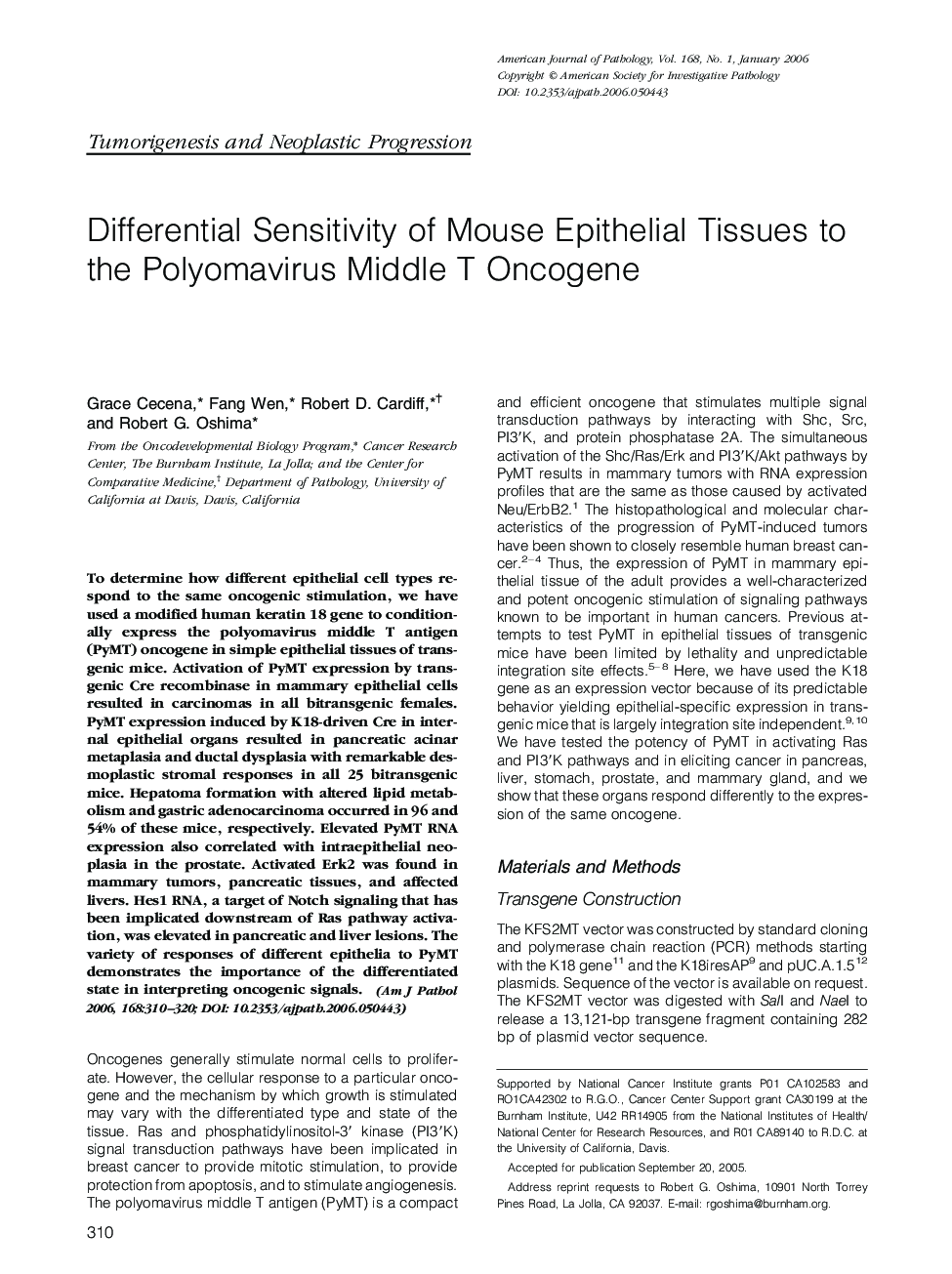 Regular ArticlesDifferential Sensitivity of Mouse Epithelial Tissues to the Polyomavirus Middle T Oncogene