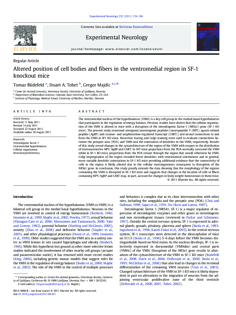 Altered position of cell bodies and fibers in the ventromedial region in SF-1 knockout mice