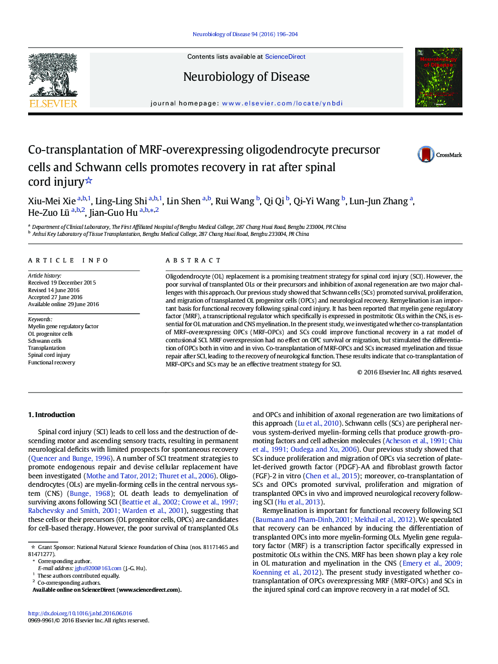 Co-transplantation of MRF-overexpressing oligodendrocyte precursor cells and Schwann cells promotes recovery in rat after spinal cord injury