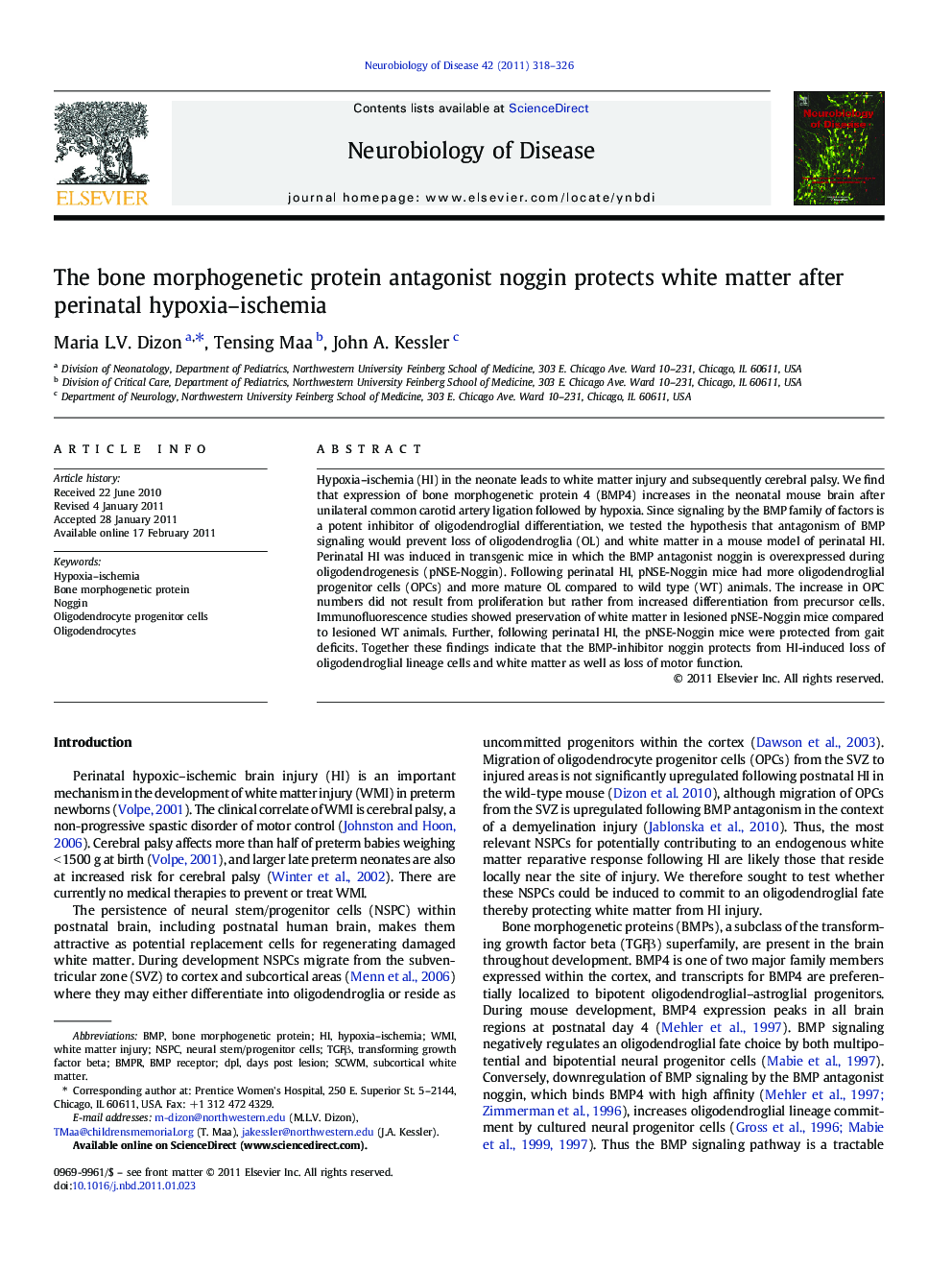 The bone morphogenetic protein antagonist noggin protects white matter after perinatal hypoxia-ischemia