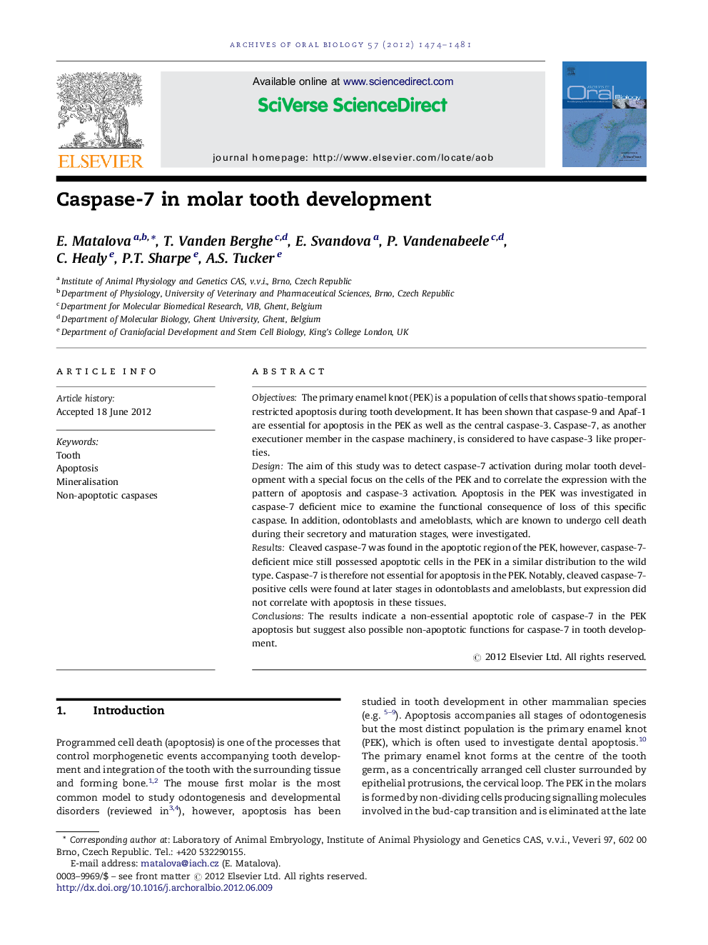 Caspase-7 in molar tooth development