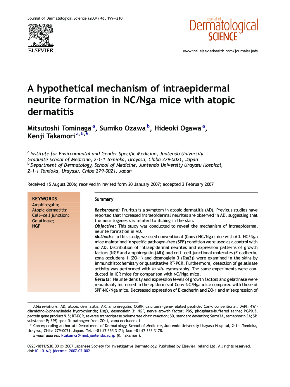 A hypothetical mechanism of intraepidermal neurite formation in NC/Nga mice with atopic dermatitis