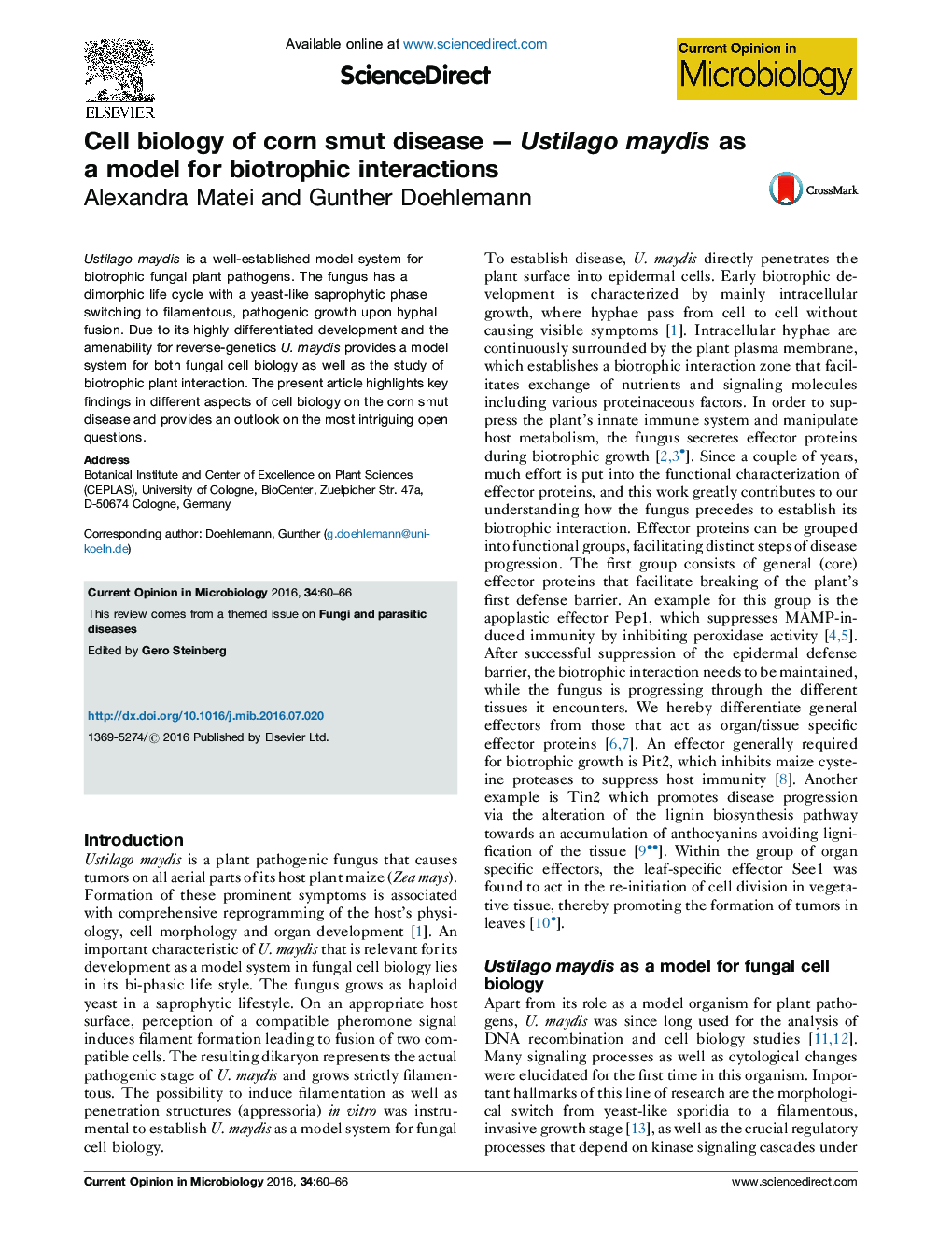 Cell biology of corn smut diseaseÂ -Â Ustilago maydis as a model for biotrophic interactions