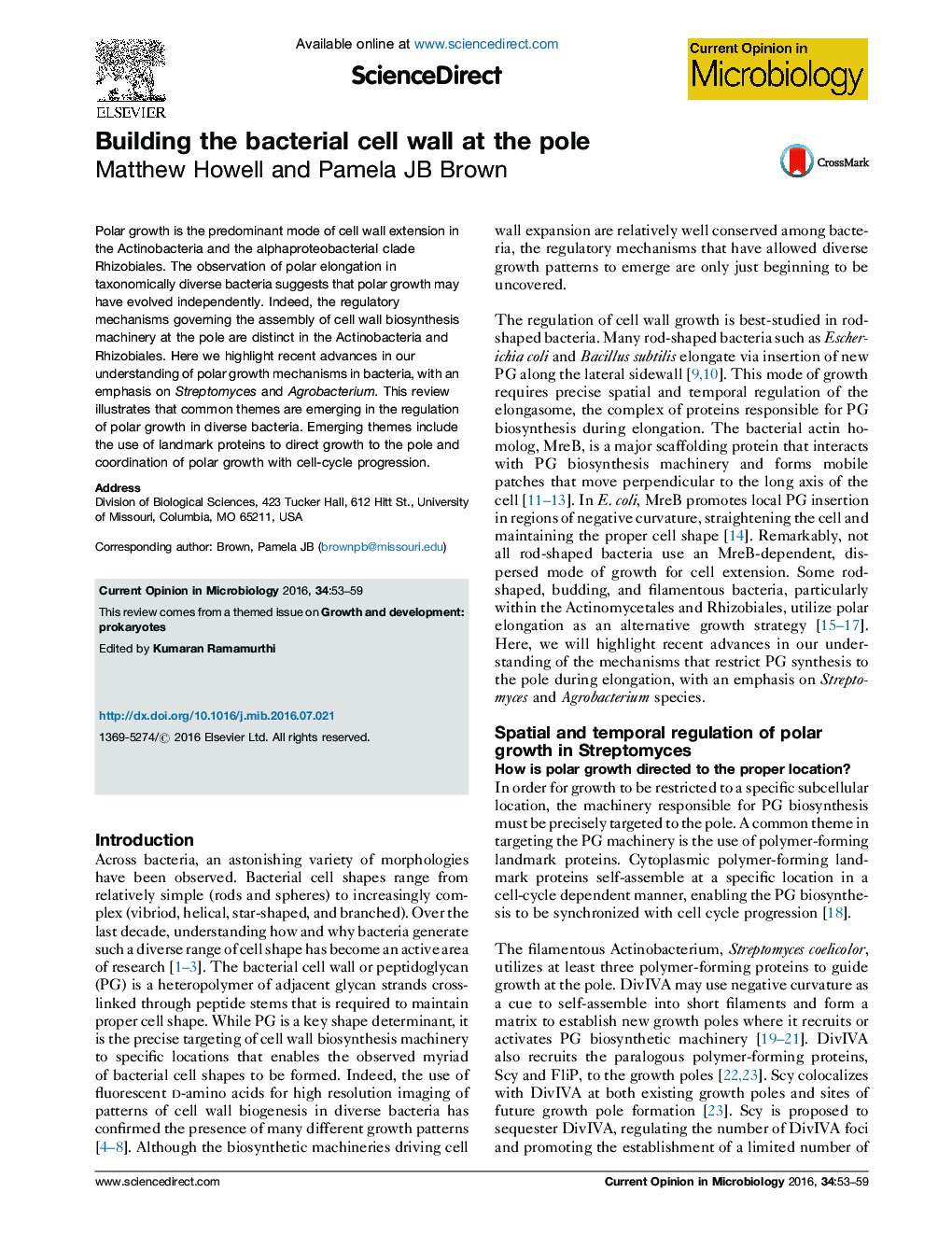 Building the bacterial cell wall at the pole