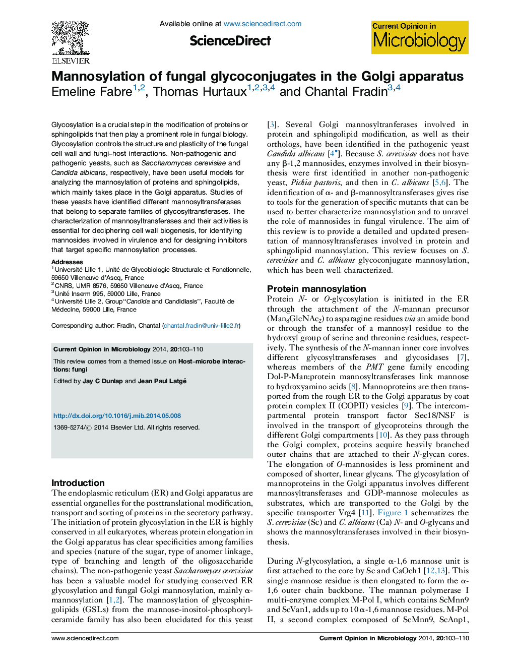 Mannosylation of fungal glycoconjugates in the Golgi apparatus