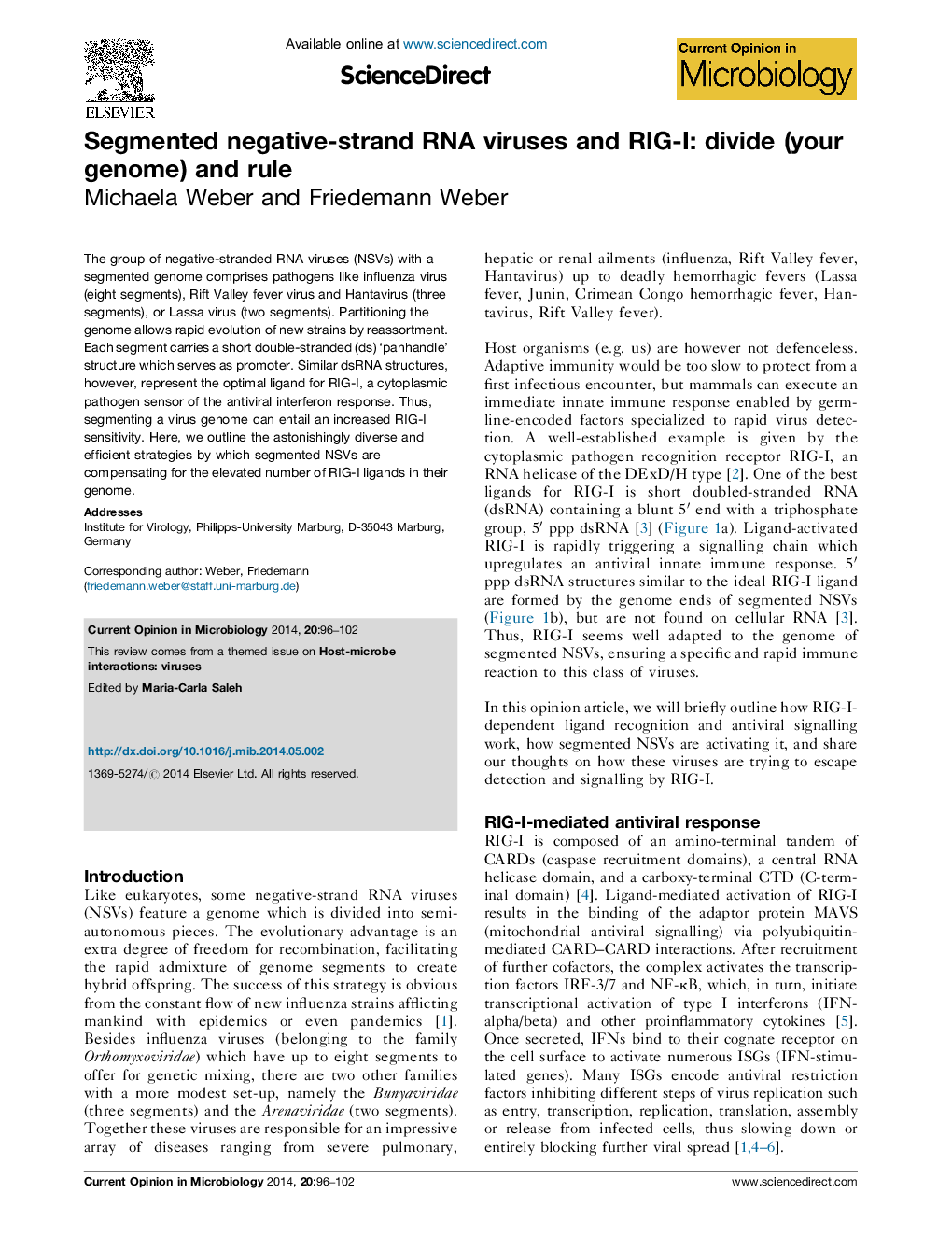 Segmented negative-strand RNA viruses and RIG-I: divide (your genome) and rule