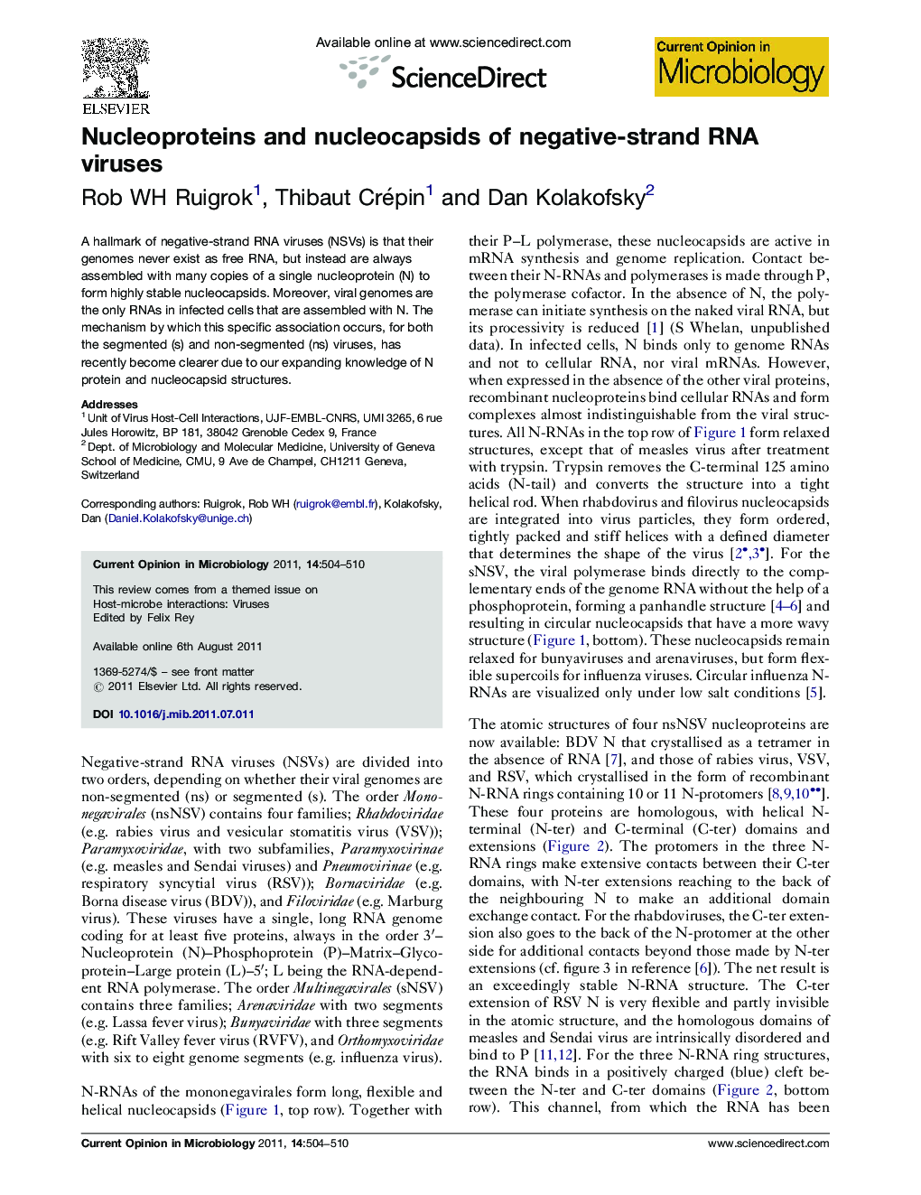 Nucleoproteins and nucleocapsids of negative-strand RNA viruses