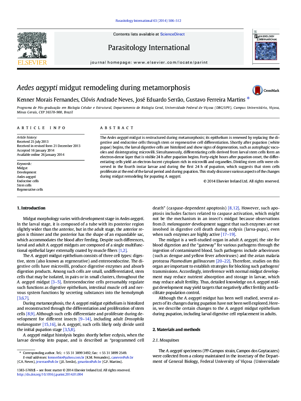 Aedes aegypti midgut remodeling during metamorphosis