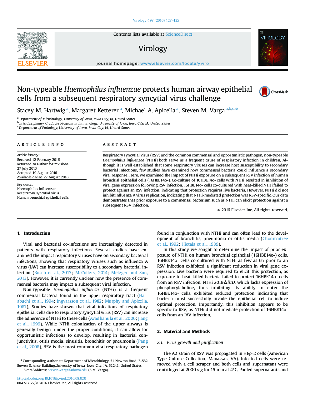 Non-typeable Haemophilus influenzae protects human airway epithelial cells from a subsequent respiratory syncytial virus challenge