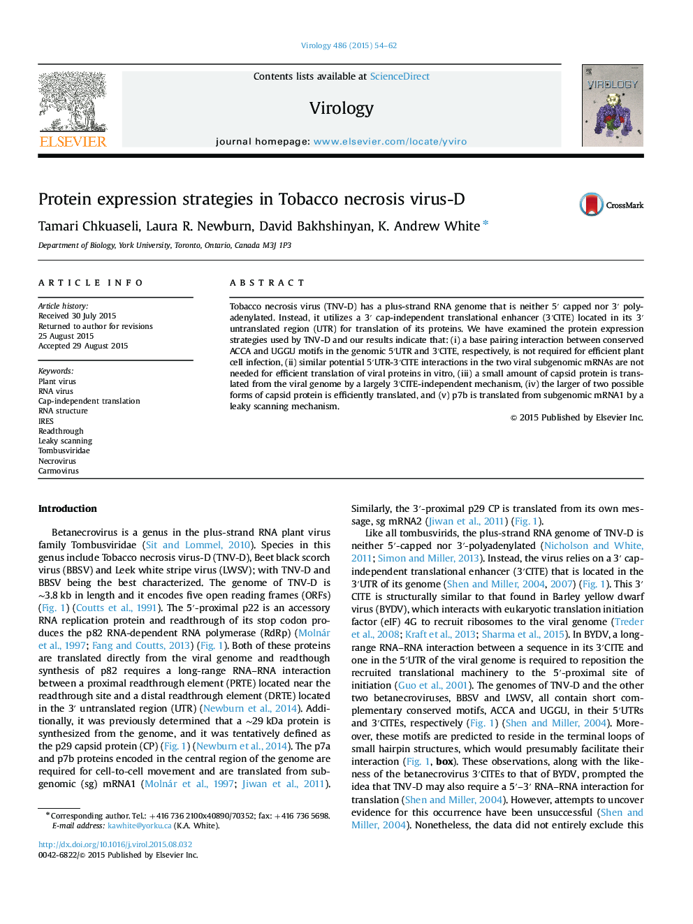 Protein expression strategies in Tobacco necrosis virus-D