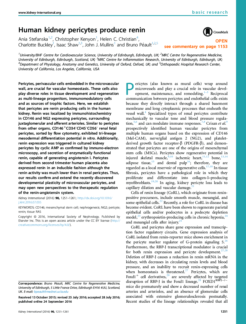 Human kidney pericytes produce renin