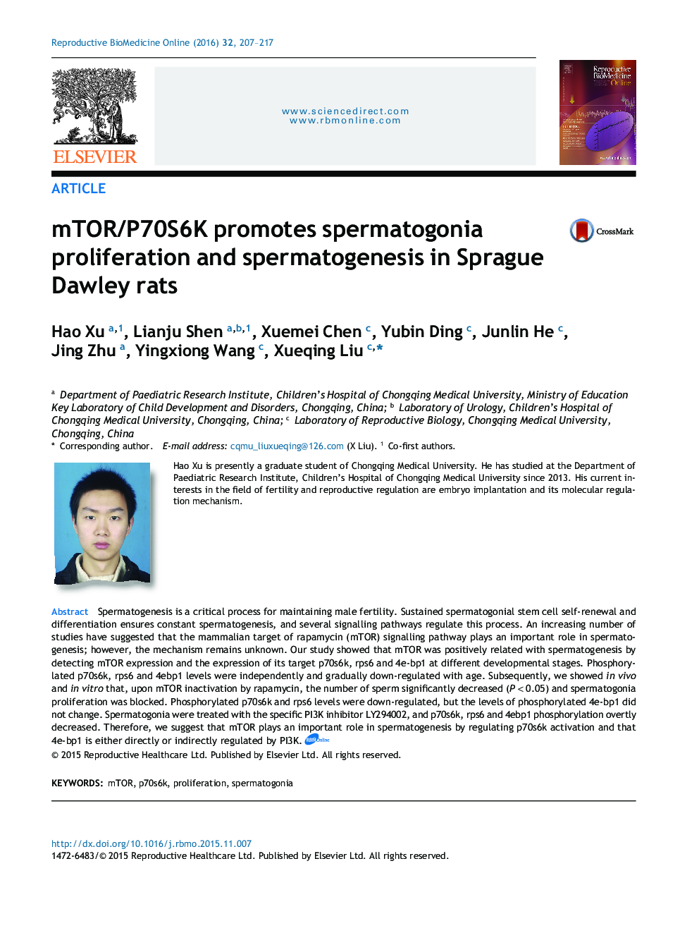 mTOR/P70S6K promotes spermatogonia proliferation and spermatogenesis in Sprague Dawley rats