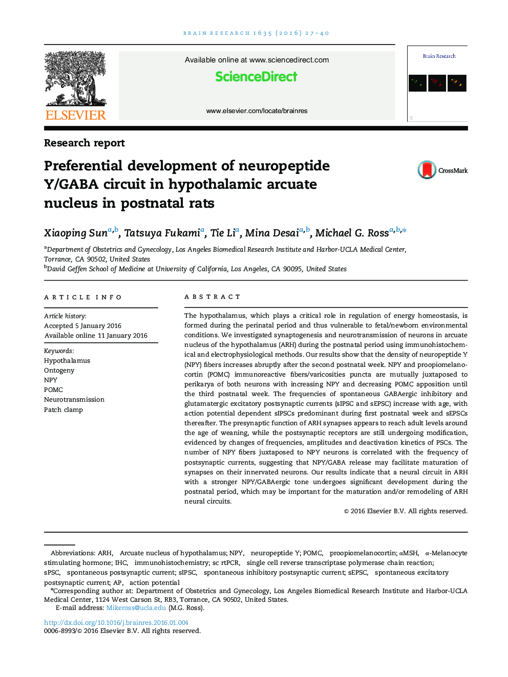 Research reportPreferential development of neuropeptide Y/GABA circuit in hypothalamic arcuate nucleus in postnatal rats