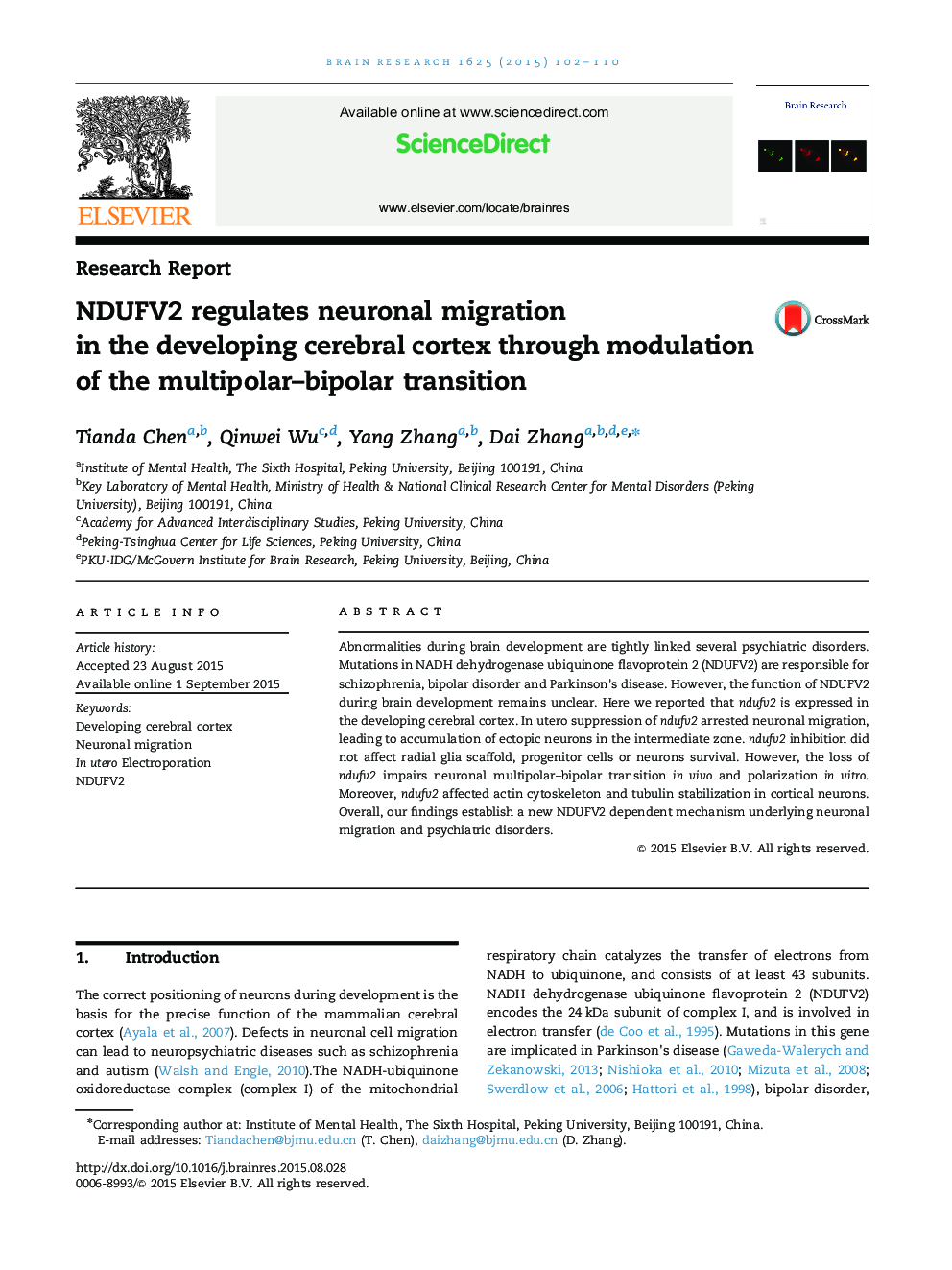 Research ReportNDUFV2 regulates neuronal migration in the developing cerebral cortex through modulation of the multipolar-bipolar transition