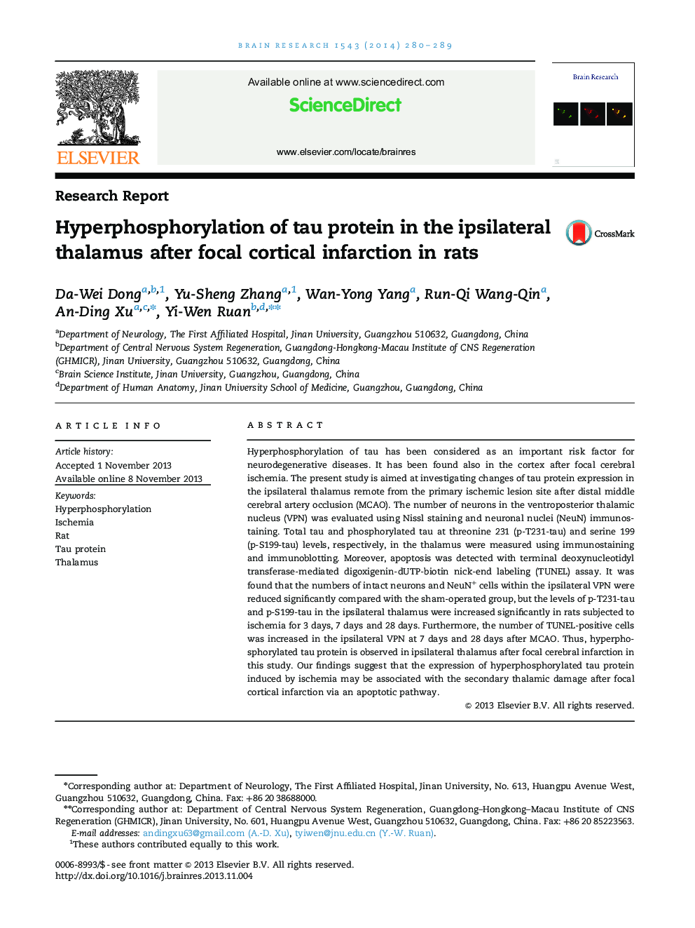 Research ReportHyperphosphorylation of tau protein in the ipsilateral thalamus after focal cortical infarction in rats