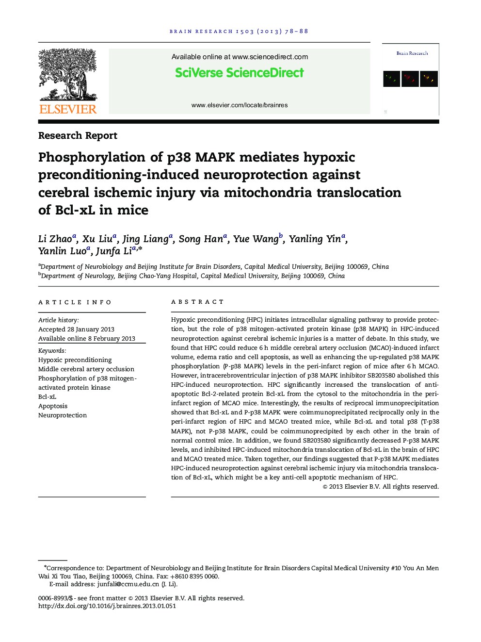 Research ReportPhosphorylation of p38 MAPK mediates hypoxic preconditioning-induced neuroprotection against cerebral ischemic injury via mitochondria translocation of Bcl-xL in mice