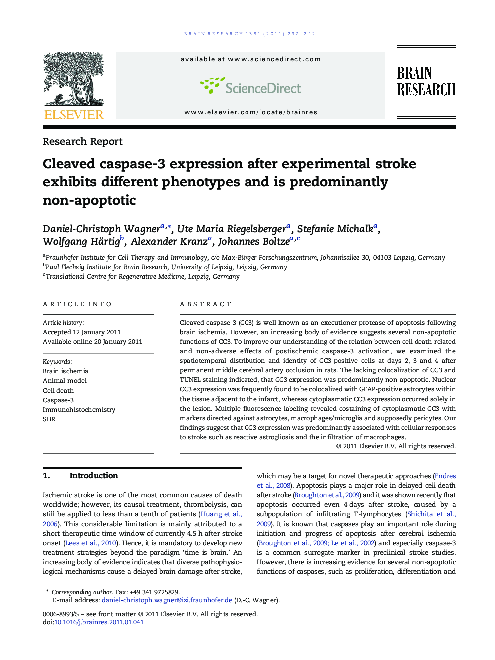 Research ReportCleaved caspase-3 expression after experimental stroke exhibits different phenotypes and is predominantly non-apoptotic