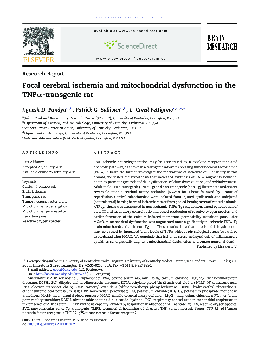 Research ReportFocal cerebral ischemia and mitochondrial dysfunction in the TNFÎ±-transgenic rat