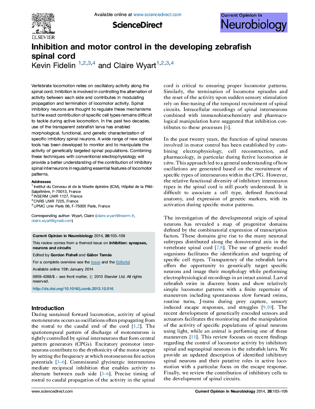 Inhibition and motor control in the developing zebrafish spinal cord