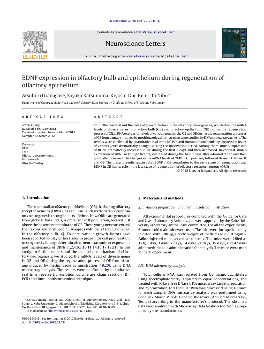 BDNF expression in olfactory bulb and epithelium during regeneration of olfactory epithelium