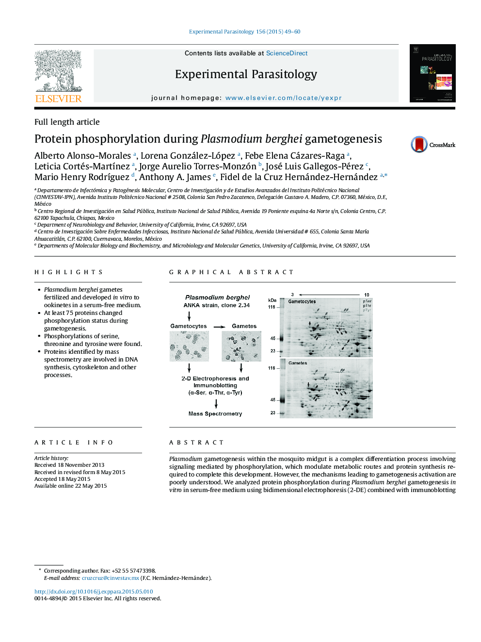 Full length articleProtein phosphorylation during Plasmodium berghei gametogenesis