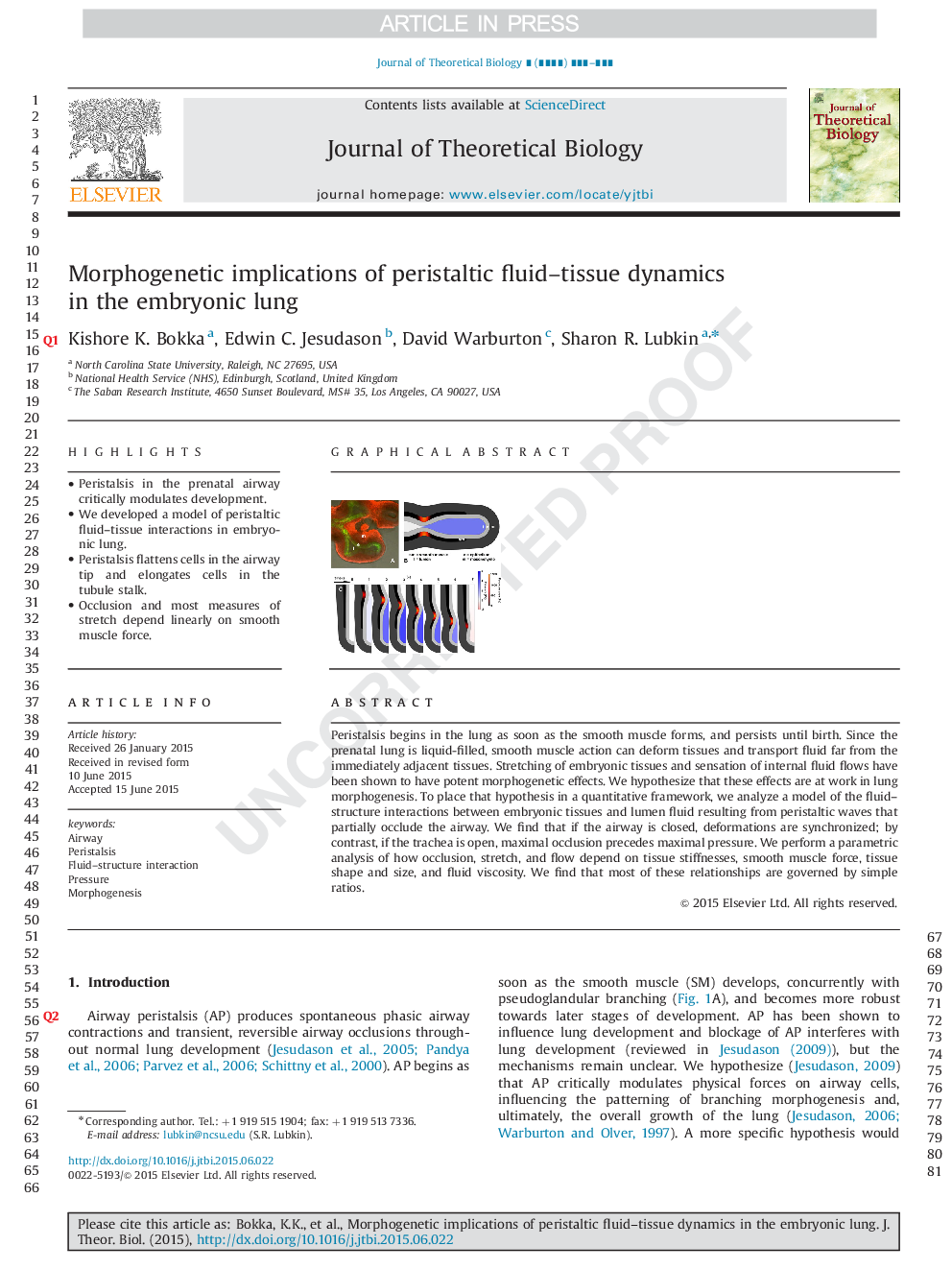 Morphogenetic implications of peristaltic fluid-tissue dynamics in the embryonic lung