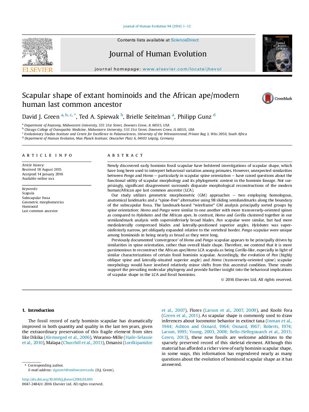 Scapular shape of extant hominoids and the African ape/modern human last common ancestor